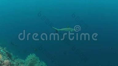 灰礁鲨鱼4k